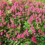 Astilba Arendsova (Astilbe arendsii) ‘MAGGIE DALEY’ - kont. C2L